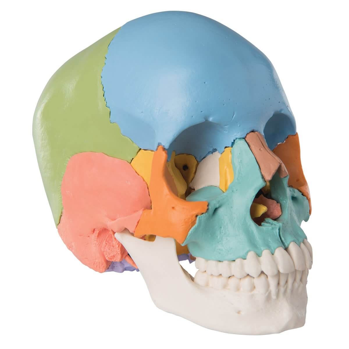 Crâne anatomique – Instrumental care