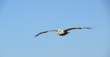 découvrez le fascinant monde des larves de mouches : leur rôle dans l'écosystème, leur développement et leurs caractéristiques uniques. apprenez comment ces petites créatures contribuent à la décomposition et à la fertilité du sol.